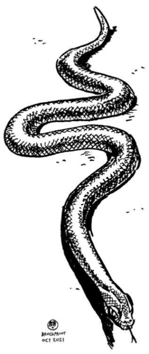 Snake by Brockprint